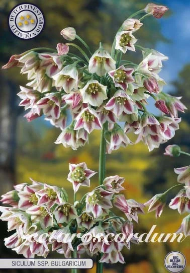 Klase av klockformade randiga blommor på gröna stjälkar, märkta Nectaroscordum Siculum x7.