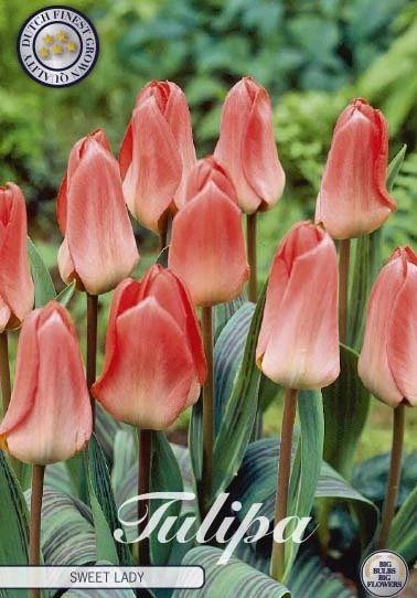 Tulp Greigii Sweet Lady x7 med rosa blommor och gröna blad som växer i en trädgård.