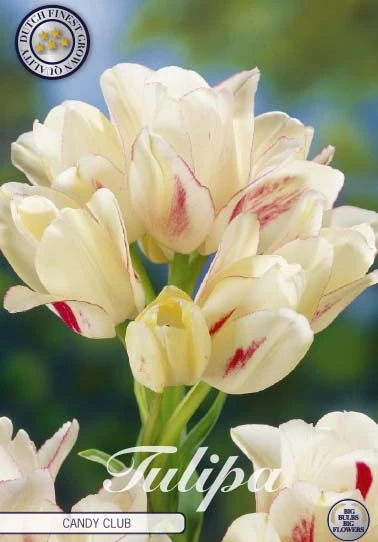 Närbild av Tulp Multiflora Candy Club x7, en vit och röd blomma.