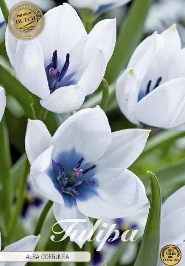 Tulp Specie Alba Coerulea x5: vita tulpaner med blå mitt och lila ståndare.