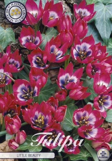 Närbild av rosa och lila tulpanblommor, märkta Tulp Specie Little Beauty x10.