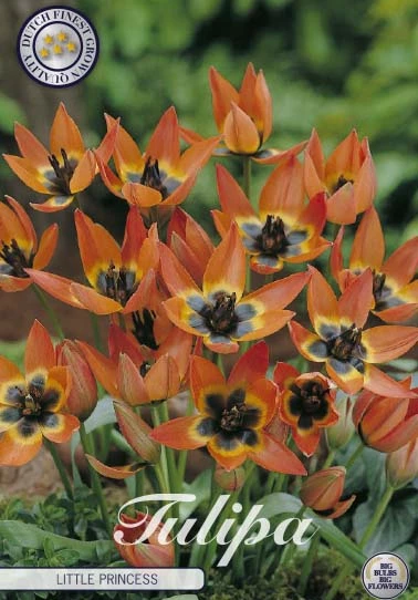 Tulp Specie Little Princess x10: orange tulpaner med mörk mitt i en trädgårdsmiljö.
