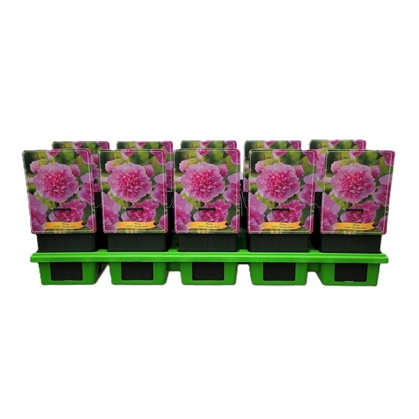 Sex krukor med rosa dahliaplantor i svarta behållare på en grön bricka, vit bakgrund.