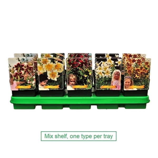 Bricka med blomkrukor av Lilium XXL-mix med färgglada blommor och etiketter på en grön hylla.