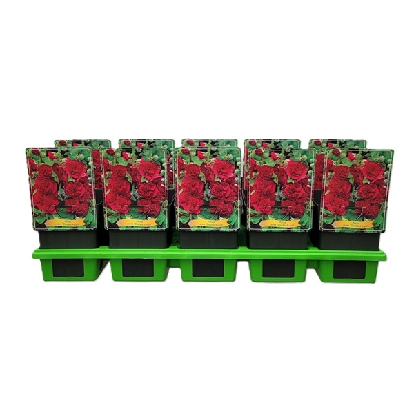 Tolv krukor med Alcea rosea 'Double Purple' i en grön bricka, med etiketter som visar lila blommor.