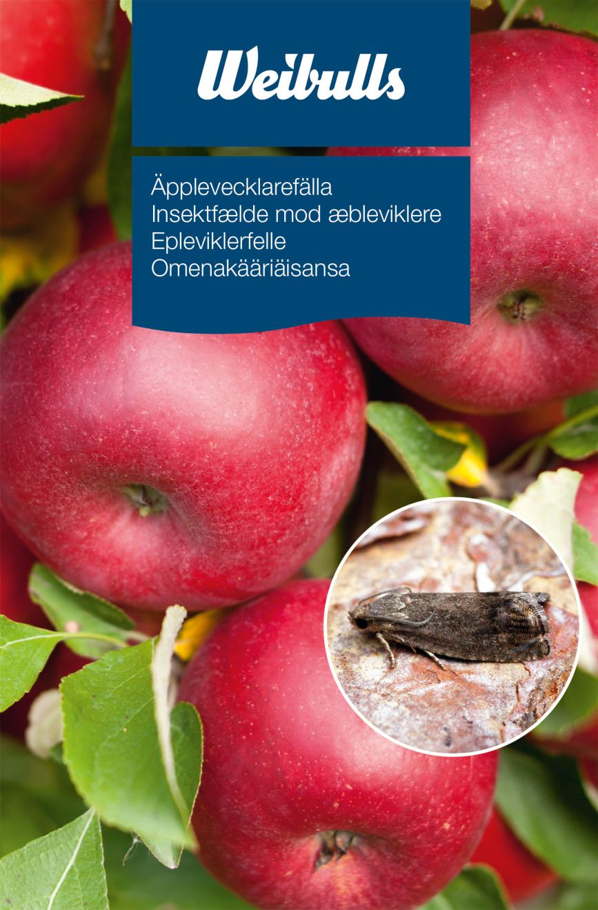 Äppelvecklarfälla på äppelträd; infälld bild visar en närbild av en mörk insekt på bark.