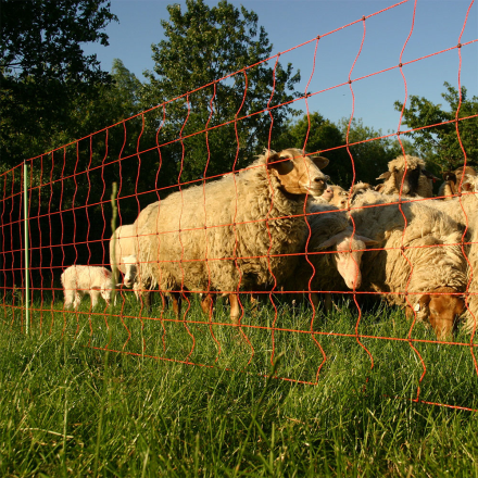 Får och lamm står bakom ett orangefärgat trådstängsel på grönt gräs.