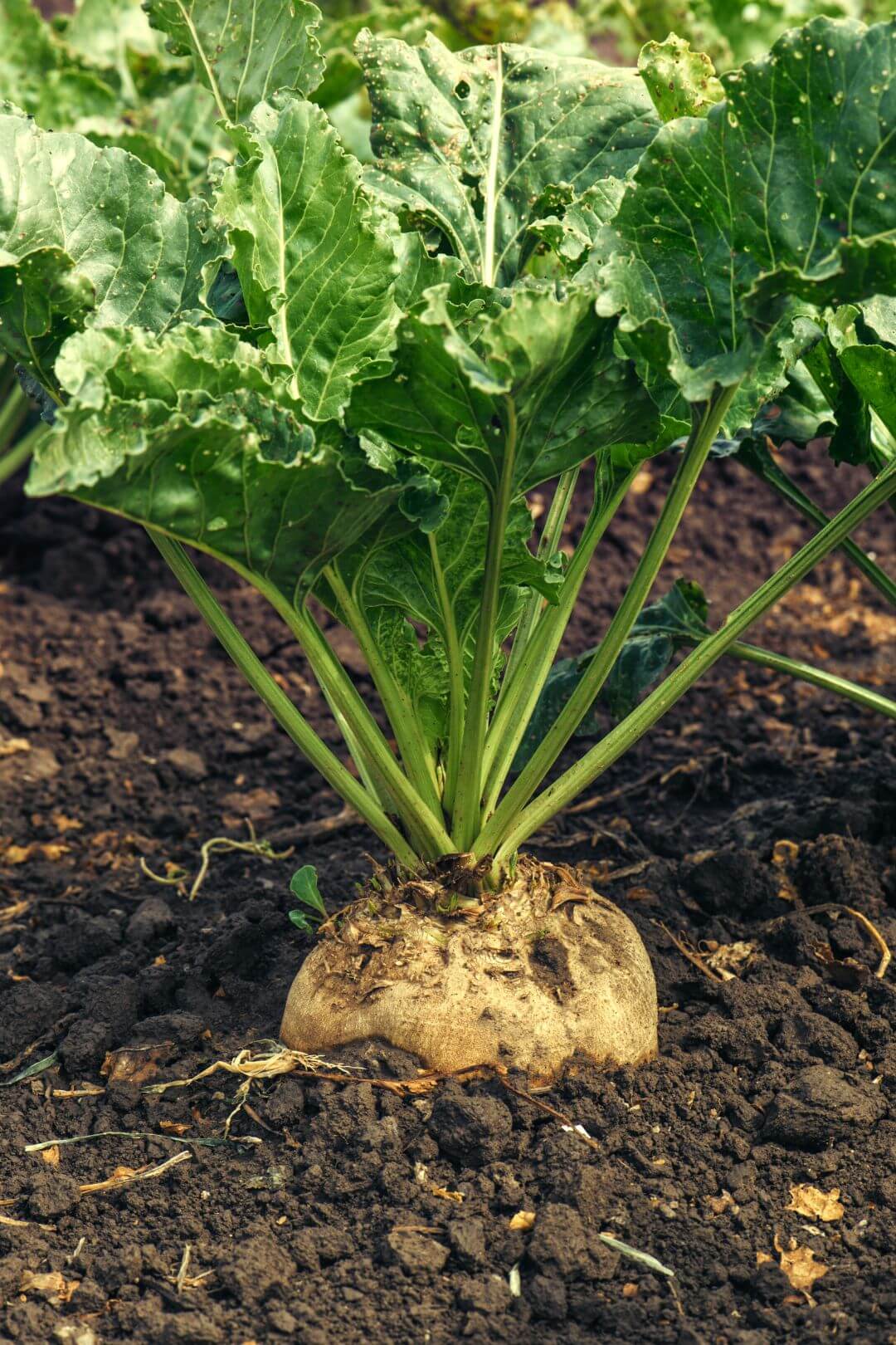 En sockerbeta med gröna blad växer i mörk jord på ett fält.