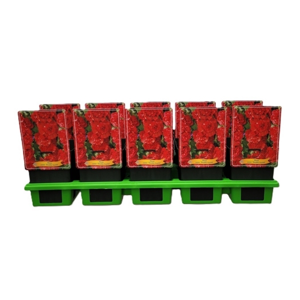 Sex Alcea rosea 'Double Scarlet' plantor i svarta krukor med röda etiketter, i en grön bricka.