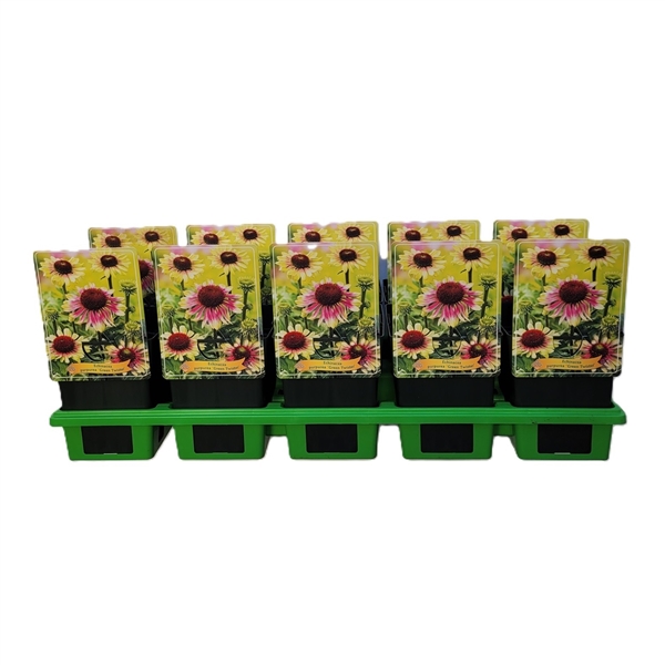 Tio Echinacea Purpurea 'Green Twister'-plantor med färgglada etiketter i en grön bricka.
