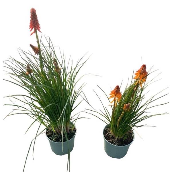 Två Kniphofia Poco-plantor med långa gröna blad och höga orangeröda blomställningar.