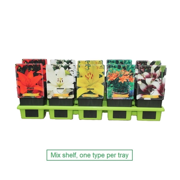 Sex brickor med Lilium mix-blommor, var och en med en typ, märkta Mix-hylla.