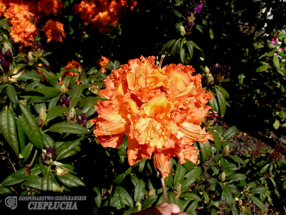 En hand håller i en Azalea Rhododendron Gibraltar 5 l med ljusorange blommor i en trädgård.
