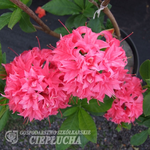 Azalea Rhododendron Homebush 5 l med ljusrosa blommor och frodigt gröna blad.