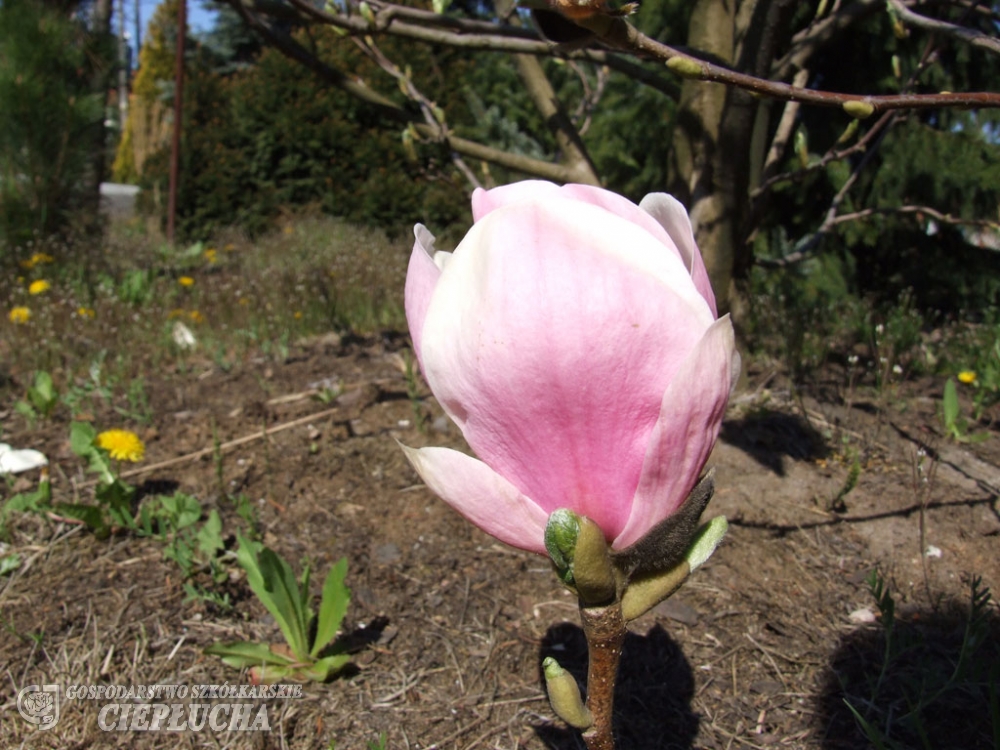 Närbild av en Magnolia Verbanica-knopp med trädgårdsgrönska i bakgrunden.