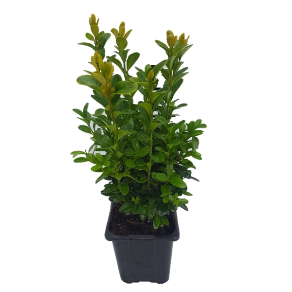 Buxus sempervirens topiary i svart plastkruka mot vit bakgrund.