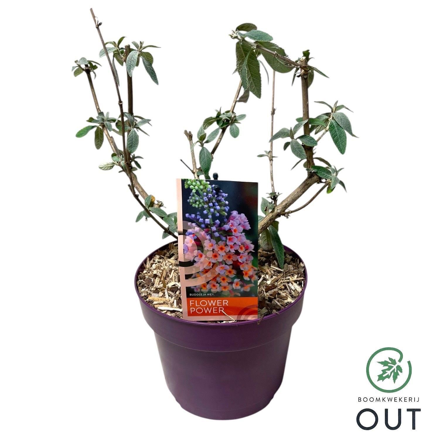 Fjärilsbuske Flower Power med glesa gröna blad och blommig etikett, i lila kruka.
