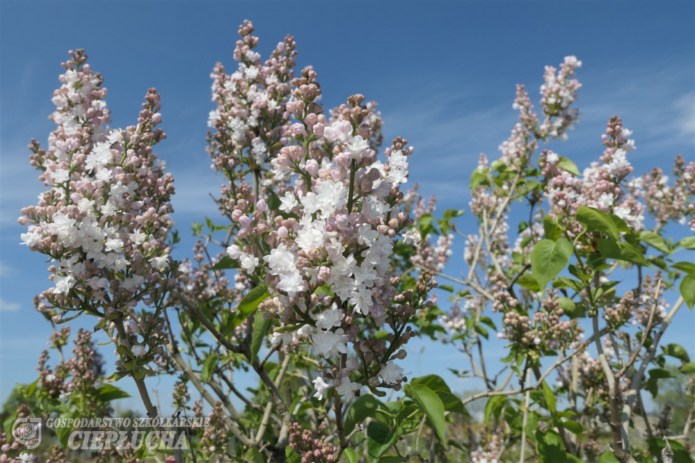 Syren Krasavitsa Moskvy blommar med lila klasar och gröna blad under en blå himmel.