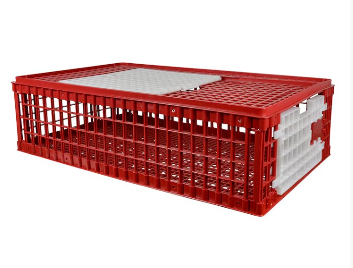 Transportbur för höns i röd och vit plast på vit bakgrund.