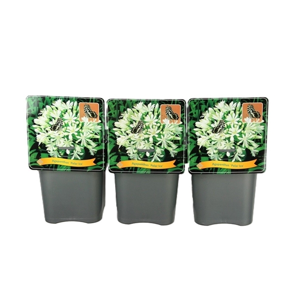 Tre grå krukor märkta Agapanthus 'Polar Ice' med vita blommor och grönt bladverk.