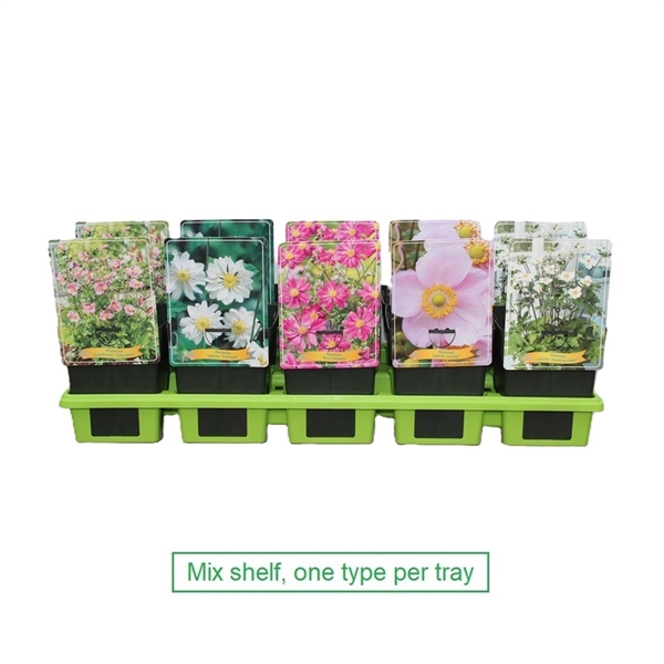 Sex krukväxter av Anemone-mix på en grön bricka, var och en med olika blometiketter.