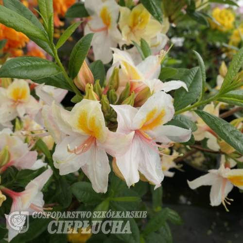 Azalea Rhododendron Arima med vita och gula blommor och gröna blad i en trädgård.