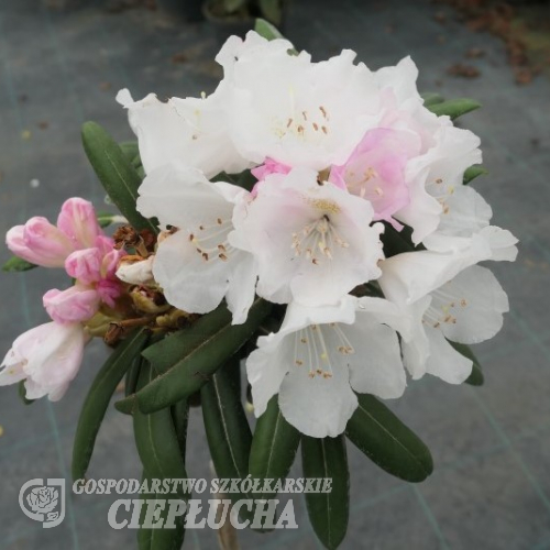 Rhododendron Yaku Angel 5 l med klasar av vita och ljusrosa blommor och gröna blad.