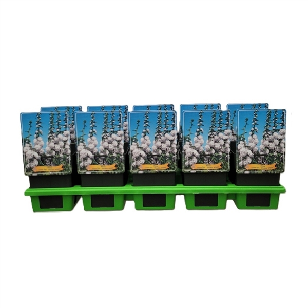 Alcea rosea flpl. 'Double White' krukodlad i svarta behållare med grön bricka och fotoetikett.