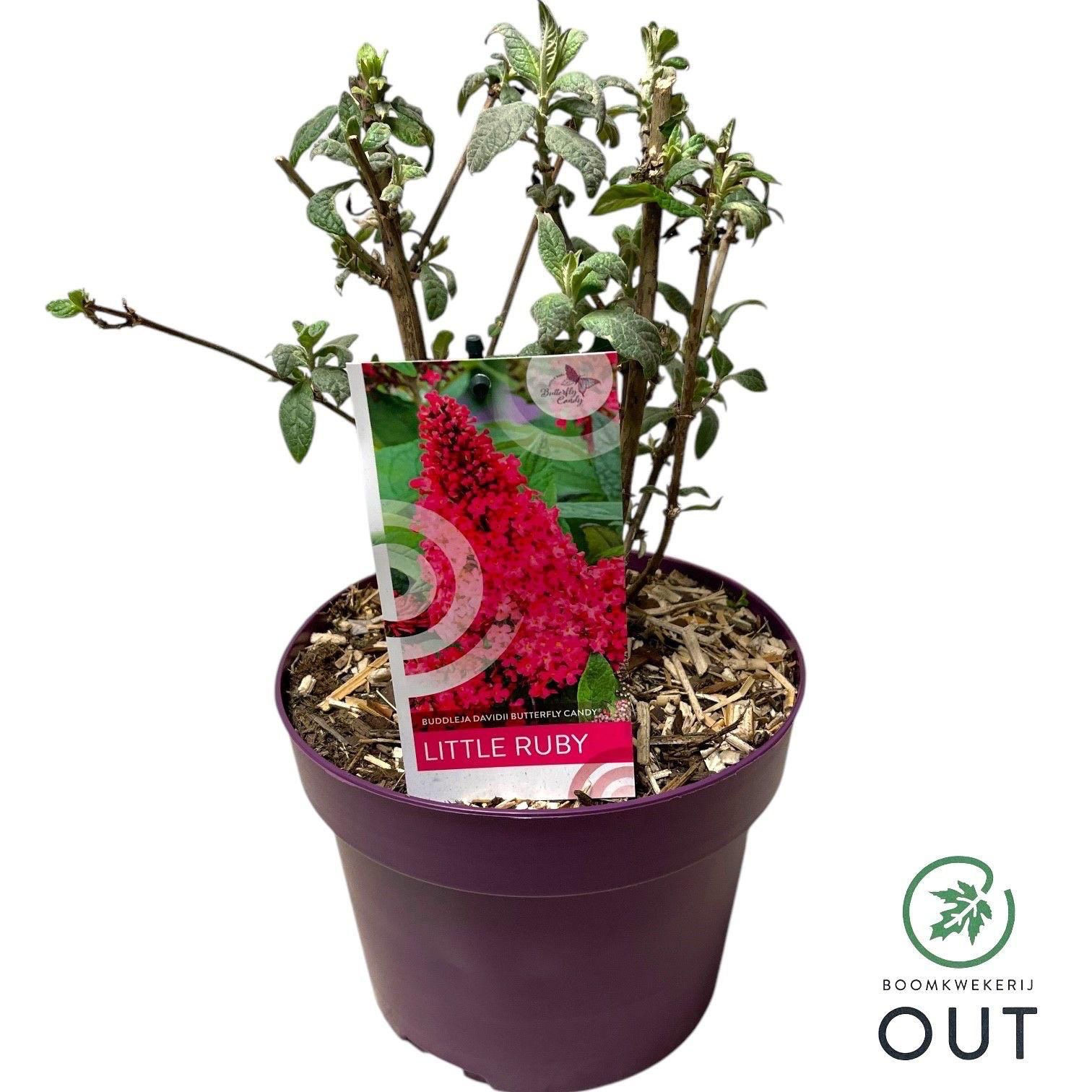 Fjärilsbuske Can little Ruby med etikett som visar röda blommor och texten Little Ruby.
