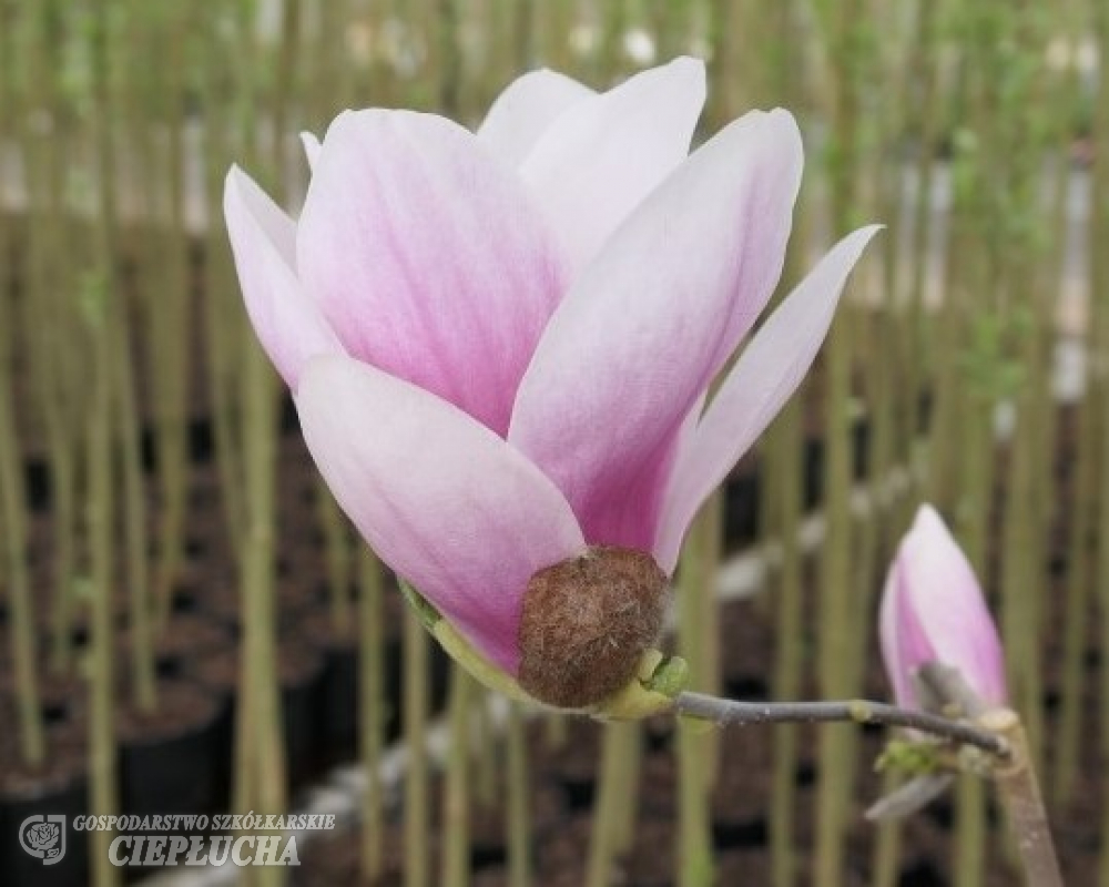 Magnolia Satisfaction blommar med knoppar och stjälkar mot en suddig bakgrund.