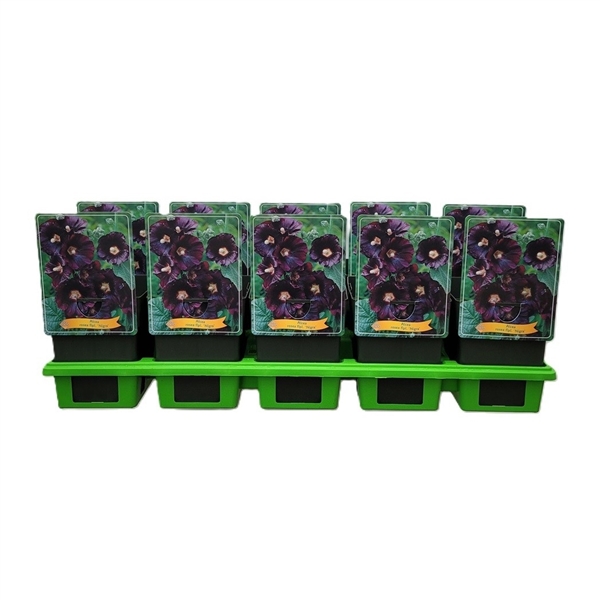 Alcea rosea flpl. 'Nigra' i svarta krukor, grön bricka, växtetiketter synliga.