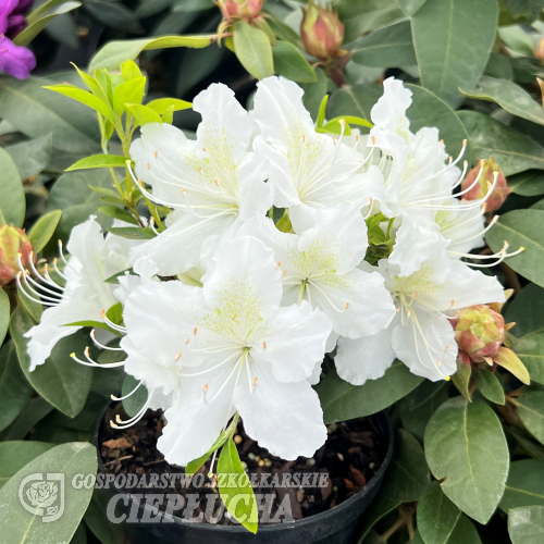 Azalea Rhododendron Schneesturm 2,5l med vita blommor, gröna blad och knoppar.