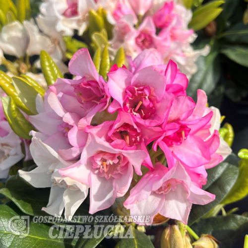Rhododendron Kyllikki 5 l med klasar av rosa och vita blommor och gröna blad i solljus.