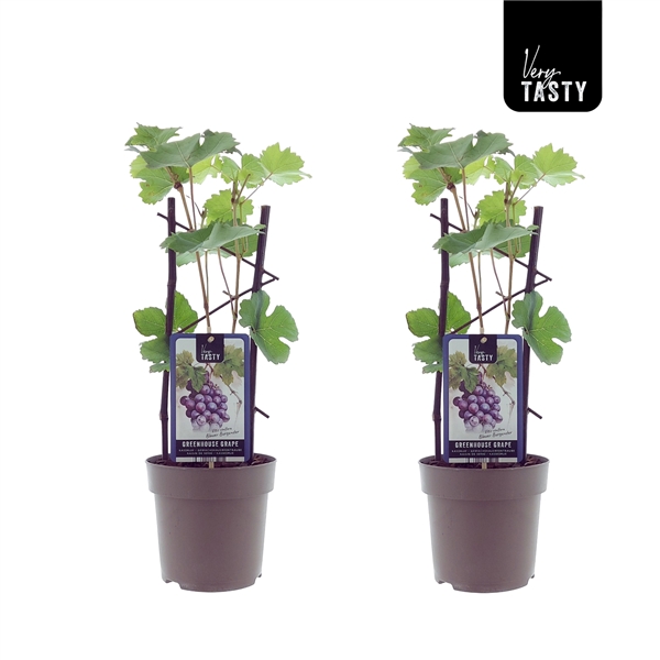Två Vindruva Vitis Blauer Burgunder-vinrankor med gröna blad, Very Tasty-logotyp.