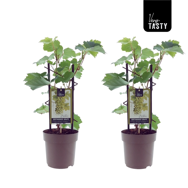 Vindruva Vitis Dr. Smidtmans växter i kruka.