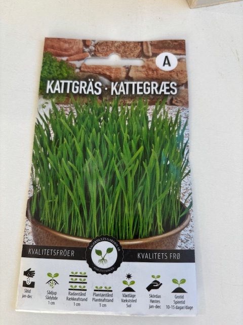 Kattgräs fröförpackning, visas växande grönt i en brun skål.