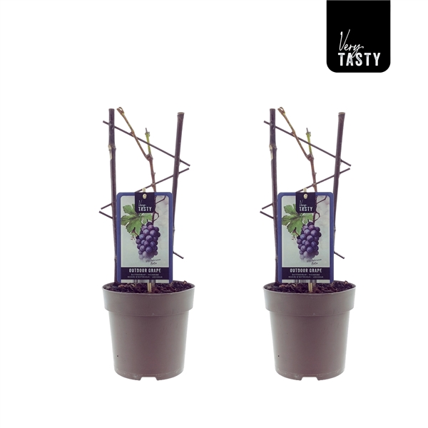 Två Vindruva Vitis Beta druvplantor med gitterstöd, Very Tasty-taggar, vit bakgrund.
