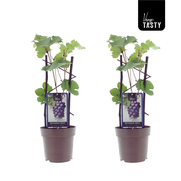 Två Vindruva Vitis Black Alicante vinrankor med gröna blad och krukor med druvmärke.