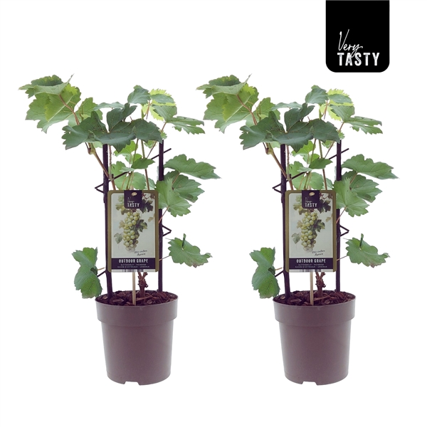 Två Vindruva Vitis Aurore-plantor med spaljéer och etiketter med texten Very Tasty Outdoor Grape.