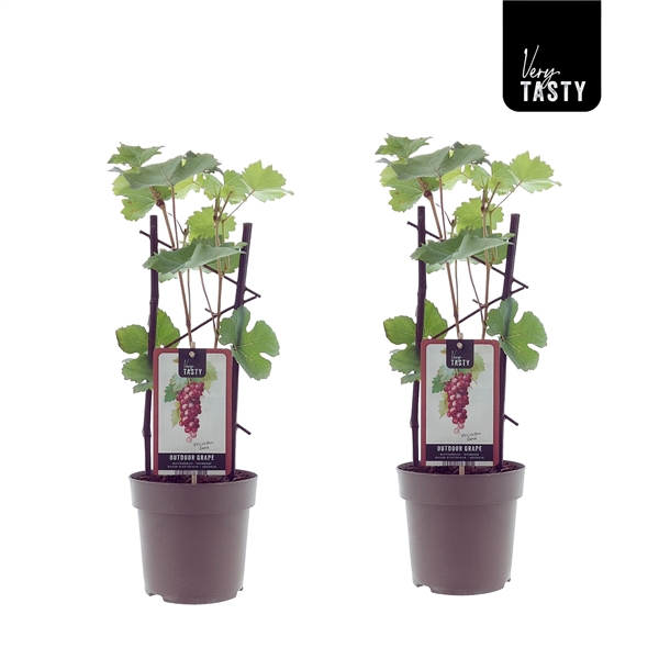 Två Vindruva Vitis Guna druvplantor med etiketter, sida vid sida mot en vit bakgrund.