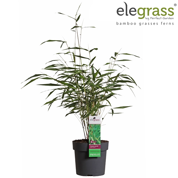 Bambu Fargesia skorv. 'Asian Wonder' krukväxt med gröna blad, elegrassetikett uppe till höger.