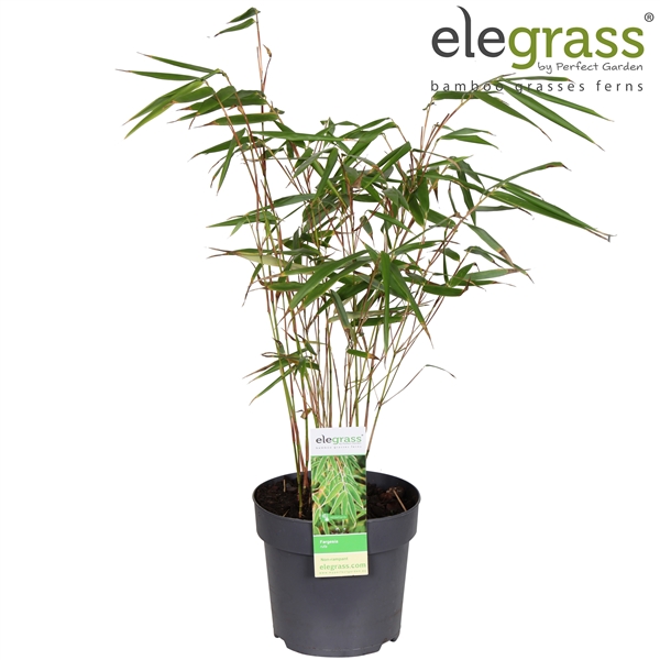Bambu Fargesia 'Rufa' krukväxt med smala gröna blad och tunna stjälkar, av elegrass.