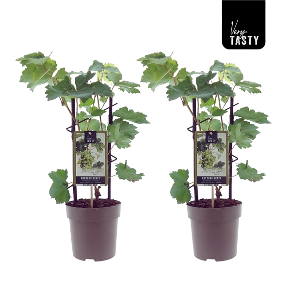 Två Vindruva Vitis Bianca-vinrankor med etiketter mot en vit bakgrund.