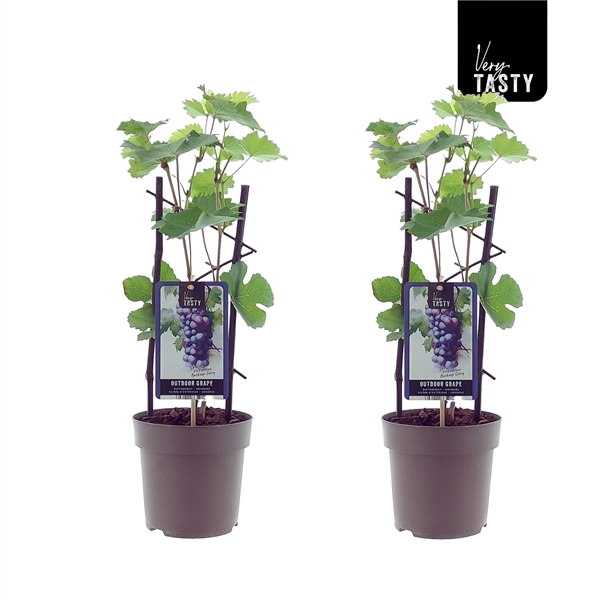 Två Vindruva Vitis Boskoop Glory vinrankor i krukor med gröna blad och druvtaggar.