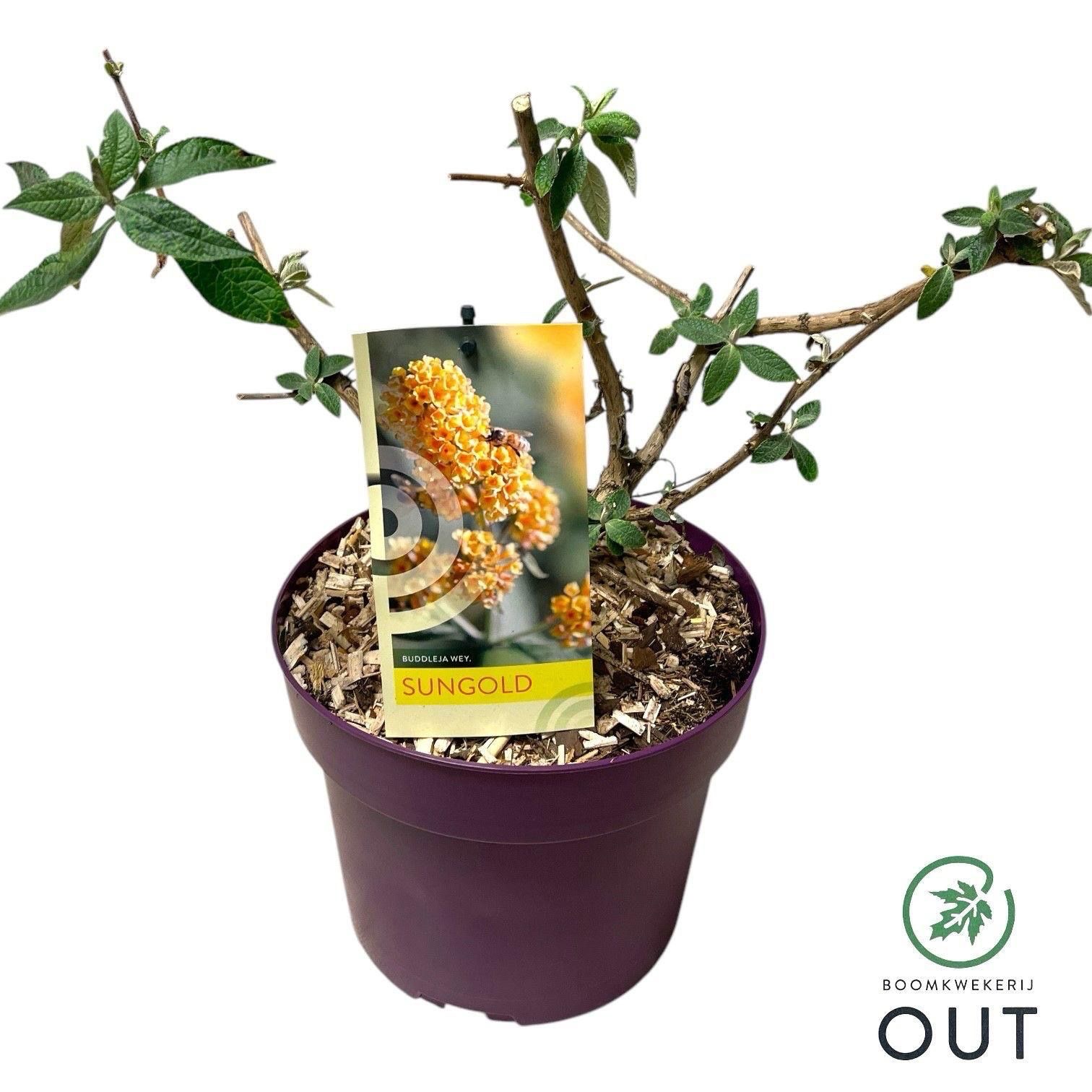 Fjärilsbuske Sungold med orangefärgade blommor, mot vit bakgrund.