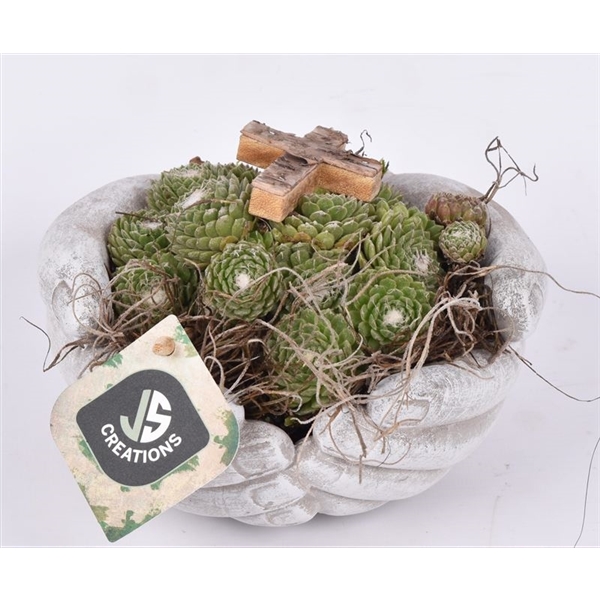 En liten suckulent i gruppens cementhand 3882853 med ett träkors på toppen.