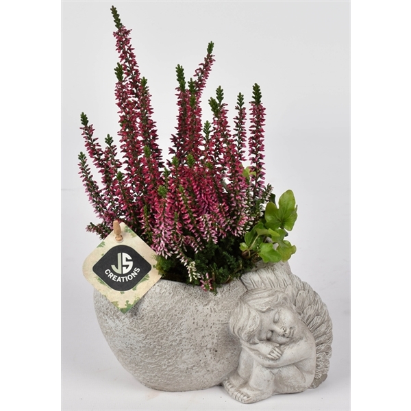 Grupp cement ängel 3882855: Krukväxt ljung i strukturerad kruka med skulptur av sovande ängel.