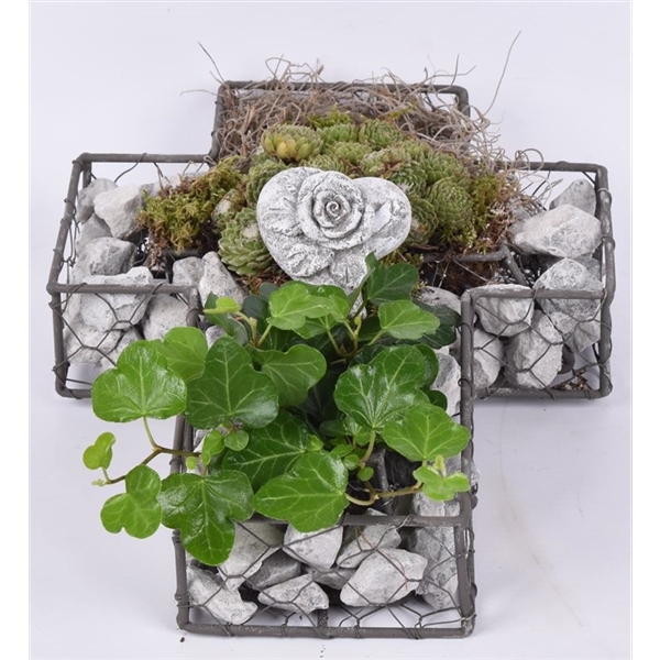 Grupp Metall kors 3882849 planteringskärl med gröna växter, vita stenar och en stenros.