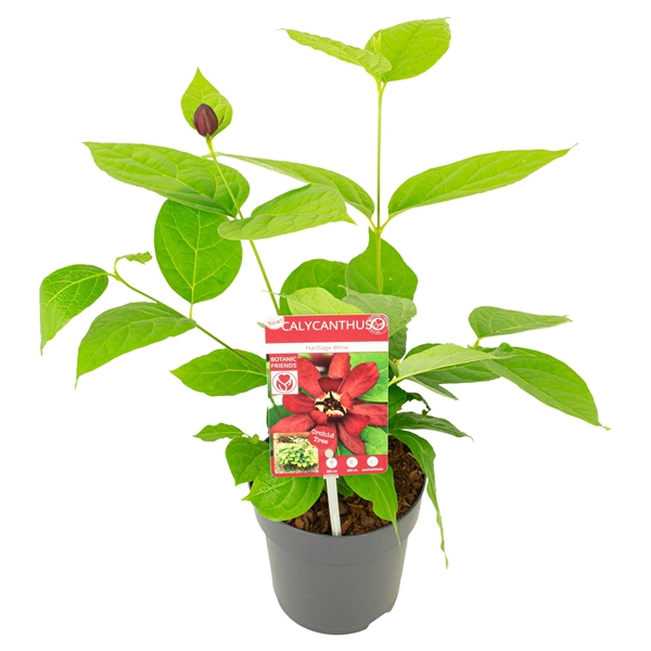 Kryddbuske Hartlage Wine 3882524 krukväxt med gröna blad, röd blomma etikett medföljer.