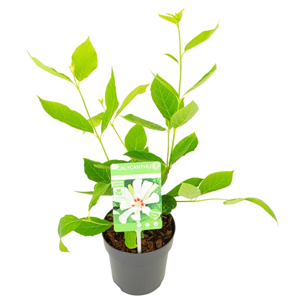 Kryddbuske Venus 3882526 med gröna blad och en etikett som visar en vit blomma.